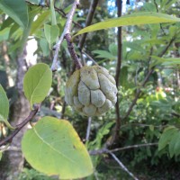 Annona squamosa L.